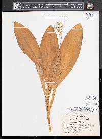 Clintonia borealis image