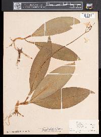 Clintonia borealis image