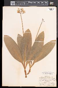 Clintonia borealis image