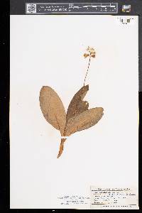 Clintonia borealis image