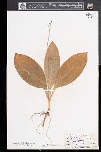Clintonia borealis image