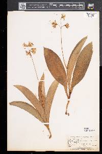 Clintonia borealis image