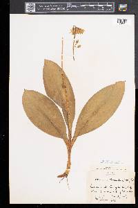 Clintonia borealis image