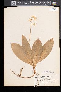 Clintonia borealis image