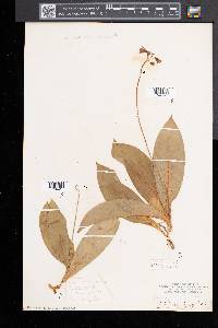 Clintonia borealis image