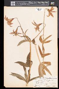 Lilium canadense image
