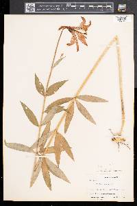 Lilium canadense image