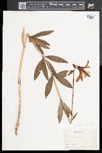Lilium canadense image