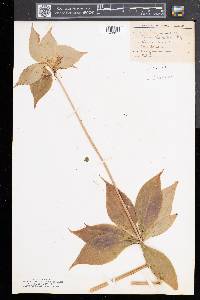 Medeola virginiana image