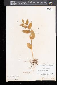 Streptopus lanceolatus image