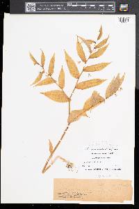Streptopus lanceolatus image