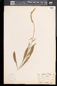 Chamaelirium luteum image