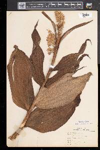 Veratrum viride image