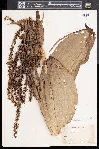 Veratrum viride image