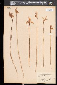 Arethusa bulbosa image