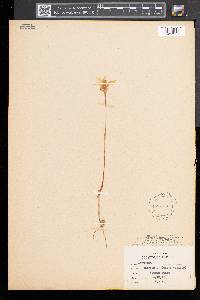 Arethusa bulbosa image