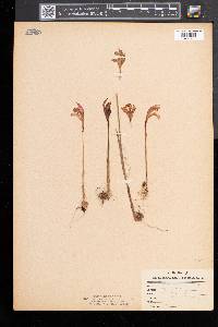 Arethusa bulbosa image