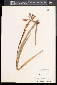 Iris versicolor image