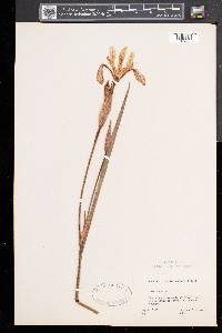 Iris versicolor image