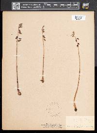 Corallorhiza odontorhiza image