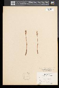 Corallorhiza trifida image