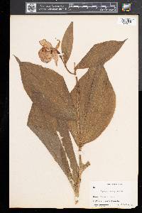 Cypripedium reginae image