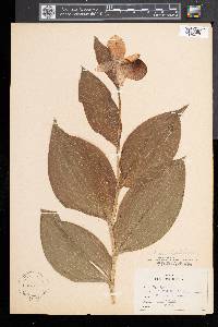 Cypripedium reginae image
