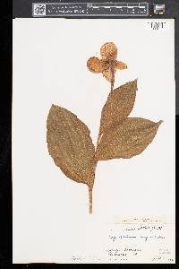 Cypripedium reginae image