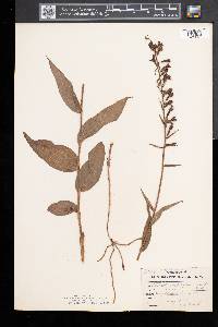 Epipactis helleborine image