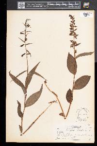 Epipactis helleborine image