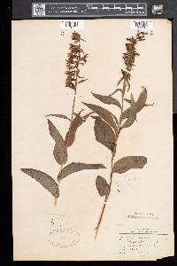 Epipactis helleborine image