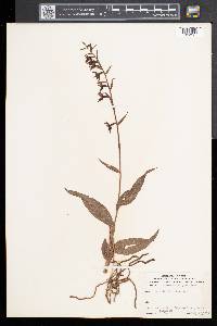 Epipactis helleborine image