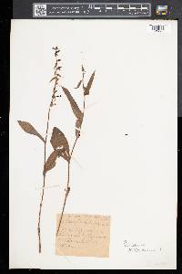 Epipactis helleborine image