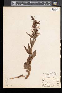 Epipactis helleborine image