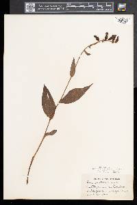 Epipactis helleborine image