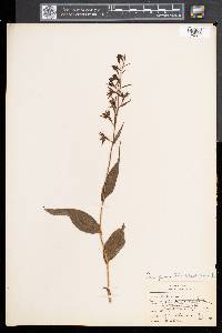 Epipactis helleborine image