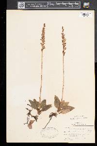 Goodyera pubescens image