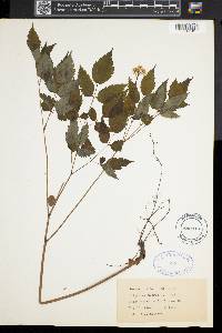 Actaea pachypoda image