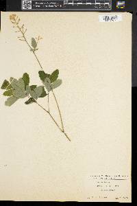 Actaea pachypoda image