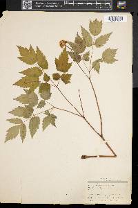 Actaea pachypoda image