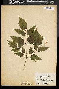 Actaea pachypoda image