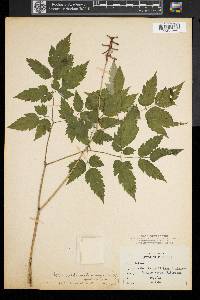 Actaea pachypoda image