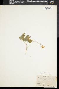 Actaea pachypoda image