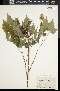Actaea pachypoda image