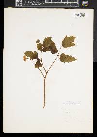Actaea pachypoda image