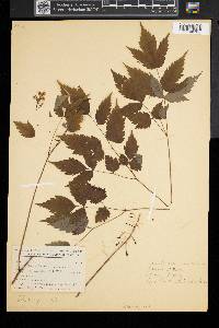 Actaea pachypoda image