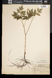 Actaea pachypoda image