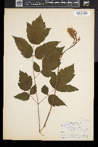 Actaea pachypoda image