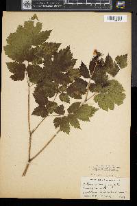 Actaea rubra image