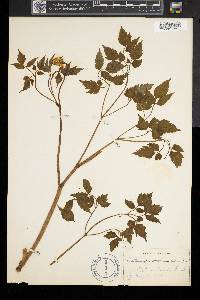Actaea rubra image
